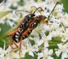 Stenopterus rufus